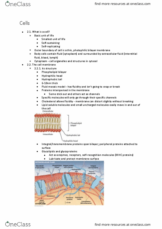 BIOL125 Lecture Notes - Lecture 5: Electron Transport Chain, Nuclear Membrane, Membrane Transport Protein thumbnail