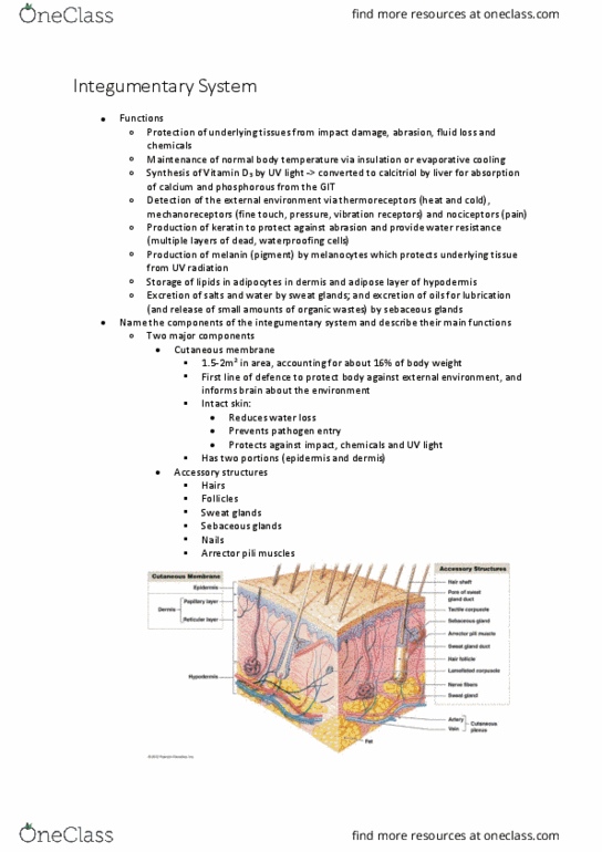 BIOL126 Lecture Notes - Lecture 1: Sclera, Itch, Cyanosis thumbnail