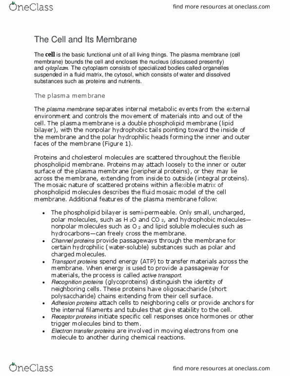 BSC 215 Lecture Notes - Lecture 5: Intermediate Filament, Messenger Rna, Centrosome thumbnail