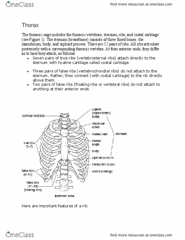 BSC 215 Lecture Notes - Lecture 18: Intercostal Nerves, Intercostal Muscle, Rib Cage thumbnail