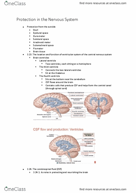 BIOL125 Lecture Notes - Lecture 11: Prostaglandin, Collagen, Skull thumbnail