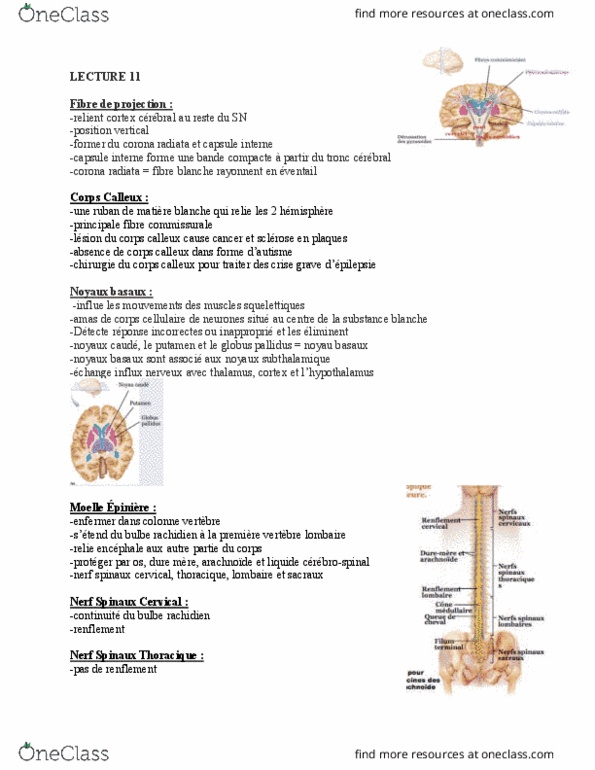 PHED-1506EL Lecture Notes - Lecture 11: Coccyx, Faisceau, Nerf thumbnail