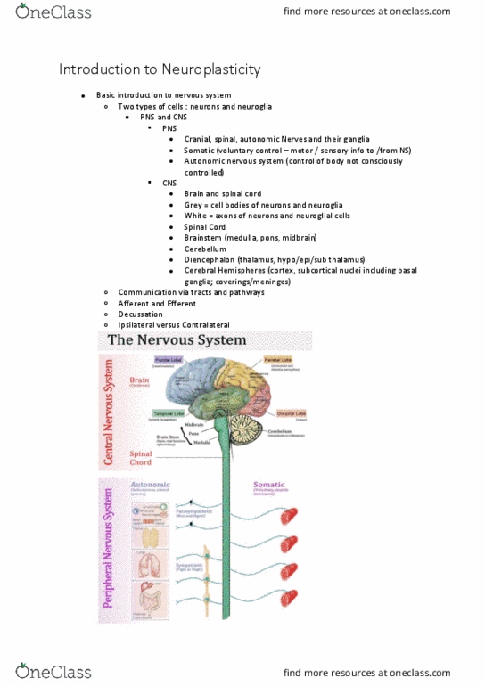 PHTY209 Lecture Notes - Lecture 1: Habituation, Neuroglia, Basal Ganglia thumbnail