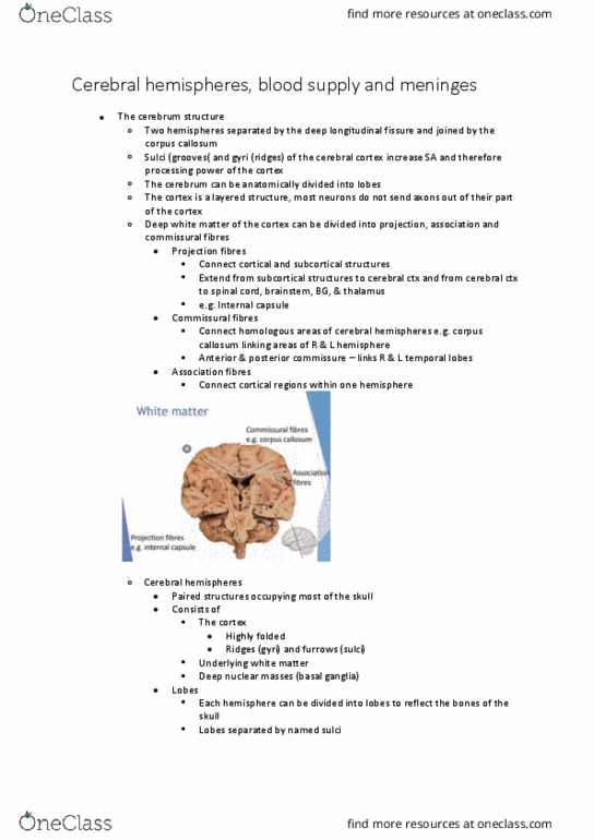 PHTY209 Lecture Notes - Lecture 11: Carotid Canal, Diencephalon, Subdural Space thumbnail