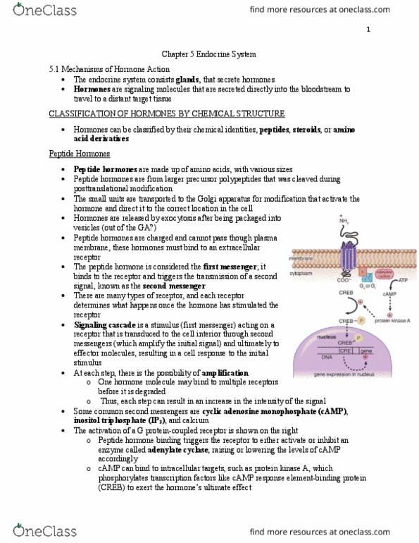 BIOL 22000 Lecture Notes - Lecture 5: Hyperthyroidism, Heat Intolerance, Endometrium thumbnail