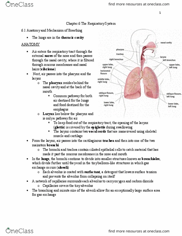 BIOL 22000 Lecture Notes - Lecture 6: Lysozyme, Partial Pressure, Vasodilation thumbnail