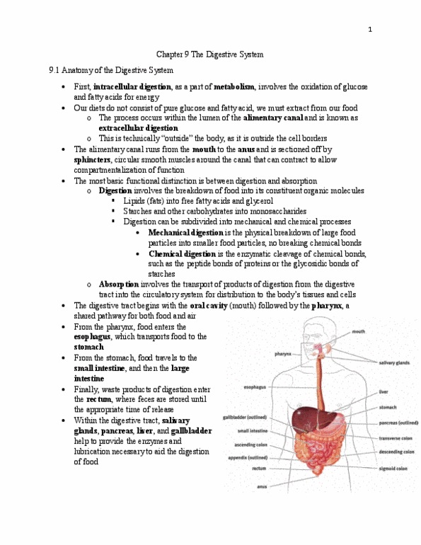 BIOL 22000 Lecture Notes - Lecture 9: Coagulation, Thoracic Duct, Hepatic Portal System thumbnail