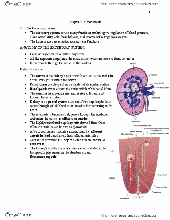 BIOL 22000 Lecture Notes - Lecture 10: Descending Limb Of Loop Of Henle, Extracellular Fluid, Oncotic Pressure thumbnail