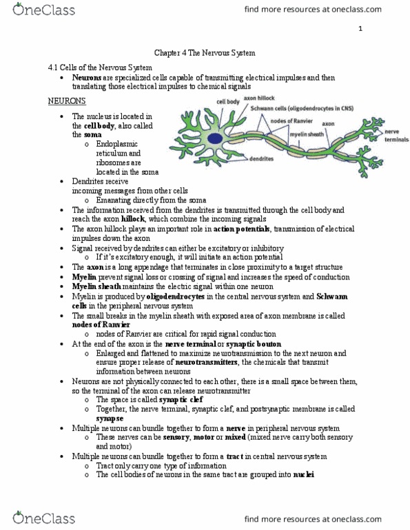 BIOL 22000 Lecture Notes - Lecture 4: Bronchus, The Reflex, Preganglionic Nerve Fibers thumbnail