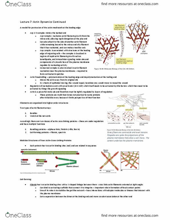 CSB331H1 Lecture Notes - Lecture 7: Fibrin, Phosphoinositide 3-Kinase, Atp Hydrolysis thumbnail