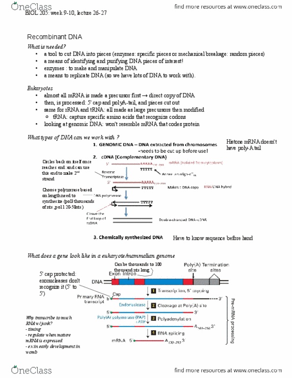 BIOL 205 Lecture Notes - Polyacrylamide Gel Electrophoresis, Beta-Galactosidase, Cell Adhesion Molecule thumbnail