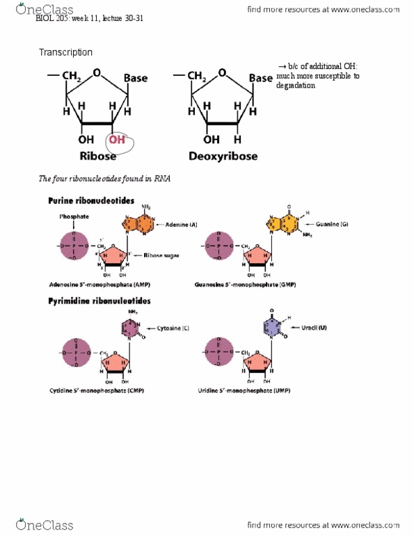 BIOL 205 Lecture Notes - Rna Polymerase Ii, Chromatin Remodeling, Tata Box thumbnail