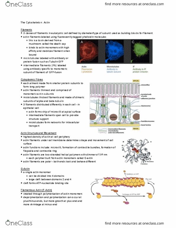 BIOLOGY 2B03 Lecture Notes - Lecture 16: Phalloidin, Atp Hydrolysis, Keratinocyte thumbnail