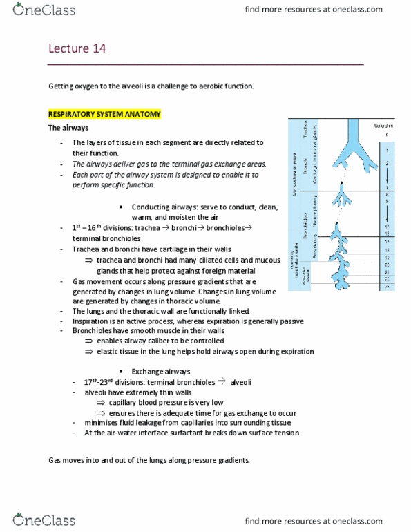 BIOL1008 Lecture Notes - Lecture 14: Thoracic Wall, Respiratory Tract, Alveolar Pressure thumbnail