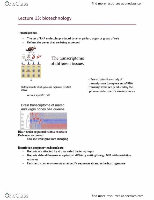 BIOL1006 Lecture Notes - Lecture 13: Gel Electrophoresis, Transcriptome, Transcriptomics Technologies thumbnail