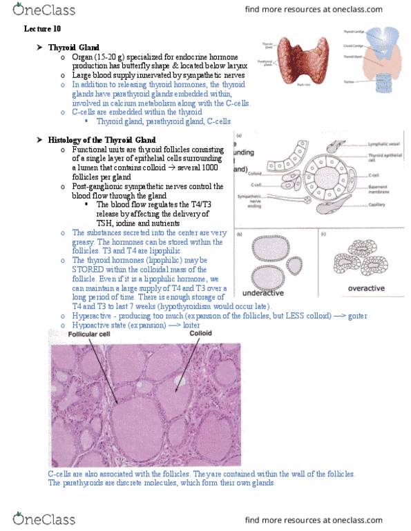 INDG 401 Lecture Notes - Lecture 9: Thyroid Hormones, Thyroid, Iodine Deficiency thumbnail