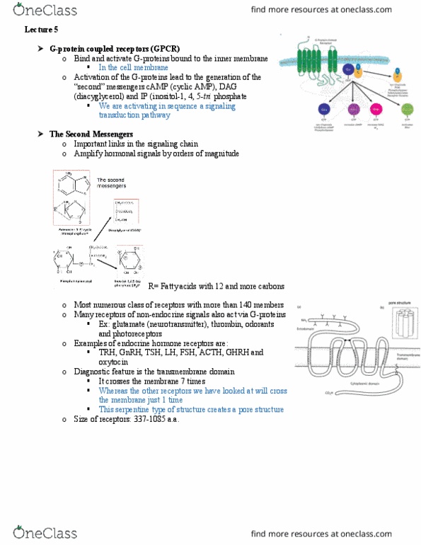MECH 430 Lecture Notes - Lecture 5: Adenylyl Cyclase, Cyclic Adenosine Monophosphate, Phospholipase C thumbnail