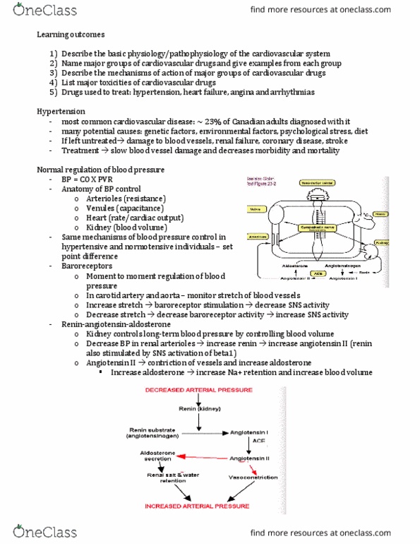 BIOM 3090 Lecture Notes - Lecture 17: Angiotensin, Antihypertensive Drug, Cardiovascular Disease thumbnail
