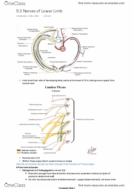ANAT30007 Lecture 27: [H1/91 notes] Nerves of Lower Limb A thumbnail