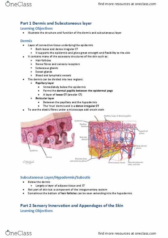 CAM101 Lecture Notes - Lecture 21: Dermis, Integumentary System, Stratum Basale thumbnail