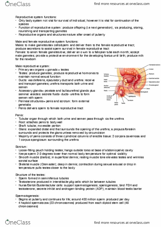 ALHT106 Lecture Notes - Lecture 5: Female Reproductive System, Seminiferous Tubule, Vas Deferens thumbnail