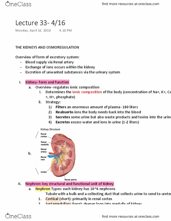 BIOLOGY 1A Lecture Notes - Lecture 33: Renal Artery, Renal Cortex, Collecting Duct System thumbnail