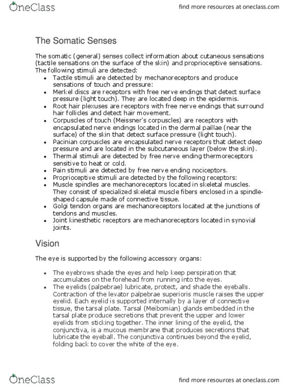 BSC 215 Lecture Notes - Lecture 32: Levator Palpebrae Superioris Muscle, Lacrimal Punctum, Fibrous Tunic Of Eyeball thumbnail