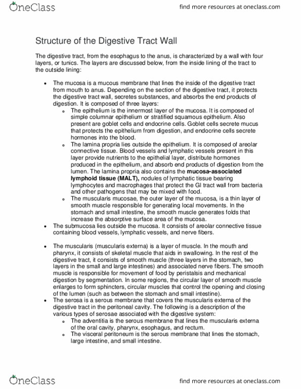 BSC 215 Lecture Notes - Lecture 54: Muscular Layer, Muscularis Mucosae, Stratified Squamous Epithelium thumbnail
