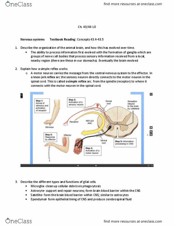 BIOL 1082 Lecture Notes - Lecture 34: Reflex Arc, Motor Neuron, Neuroglia thumbnail