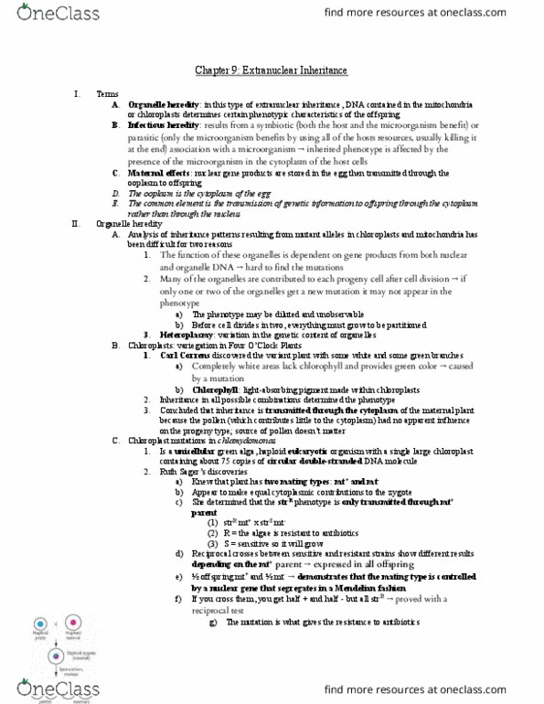 HONR 1034 Chapter Notes - Chapter 9: Carl Correns, Chloroplast Dna, Nuclear Dna thumbnail