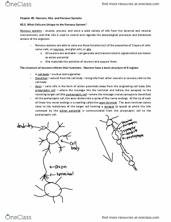 BIO 012 Lecture Notes - Lecture 9: Axon Terminal, Neuroglia, Sensory Neuron thumbnail
