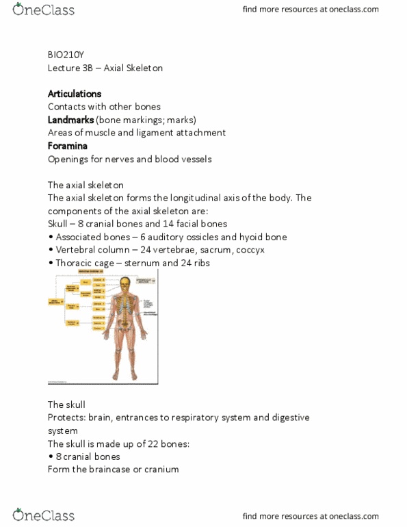 BIO210Y5 Lecture Notes - Lecture 3: Axial Skeleton, Hyoid Bone, Ossicles thumbnail