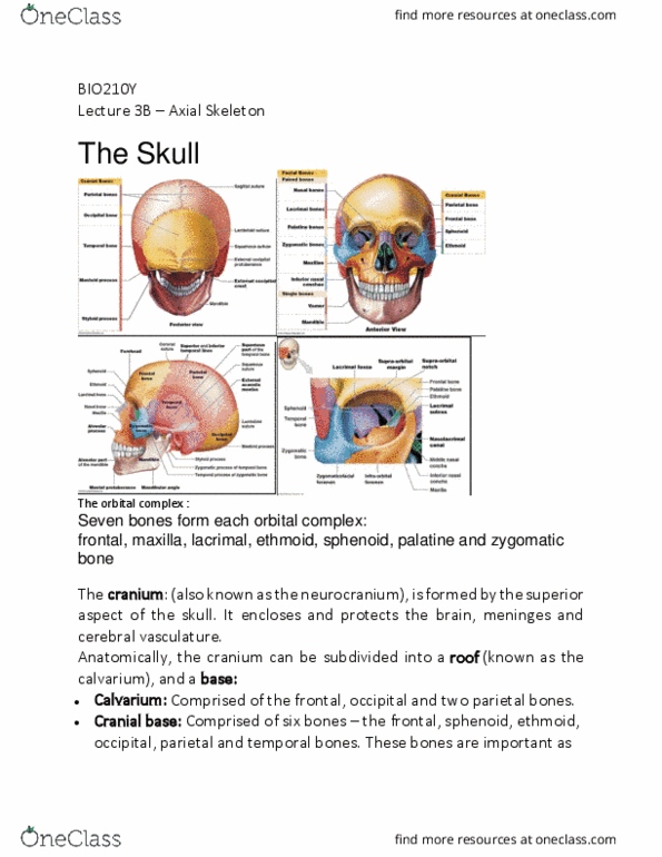 BIO210Y5 Lecture Notes - Lecture 3: Zygomatic Bone, Cerebral Circulation, Frontal Bone thumbnail