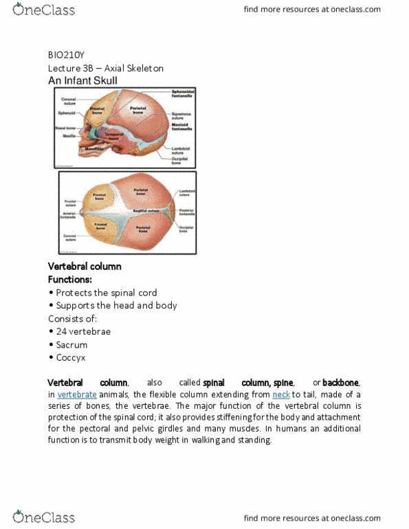 BIO210Y5 Lecture Notes - Lecture 3: Vertebral Column, Coccyx, Articular Processes thumbnail