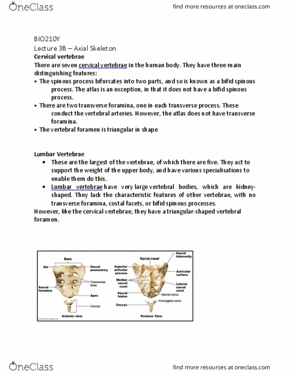 BIO210Y5 Lecture Notes - Lecture 3: Cervical Vertebrae, Lumbar Vertebrae, Vertebral Artery thumbnail