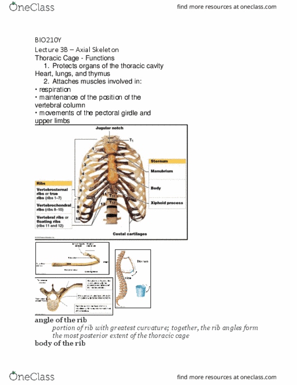 BIO210Y5 Lecture Notes - Lecture 3: Sternal Angle, Hyaline Cartilage, Shoulder Girdle thumbnail