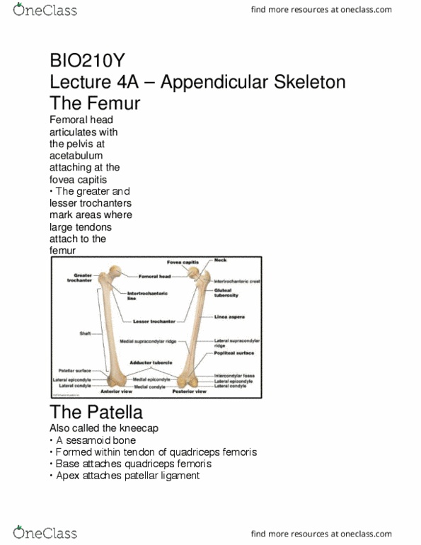 BIO210Y5 Lecture Notes - Lecture 4: Quadriceps Femoris Muscle, Patellar Ligament, Sesamoid Bone thumbnail