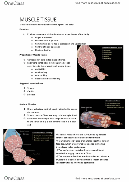 HUMB1000 Lecture Notes - Lecture 2: Skeletal Muscle, Cardiac Muscle, Perimysium thumbnail