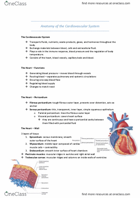 HUMB1000 Lecture Notes - Lecture 6: Simple Squamous Epithelium, Pulmonary Vein, Pericardial Fluid thumbnail