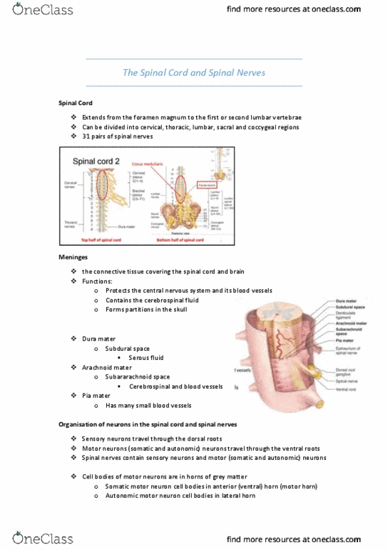 HUMB1000 Lecture Notes - Lecture 9: Arachnoid Mater, Medulla Oblongata, Dura Mater thumbnail