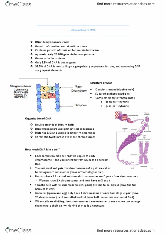 HUMB1000 Lecture Notes - Lecture 11: Noncoding Dna, Homologous Chromosome, Somatic Cell thumbnail