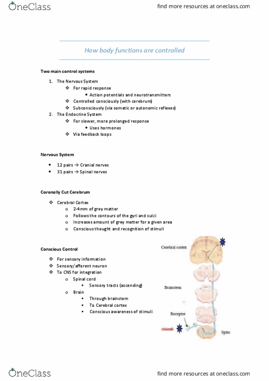 HUMB1001 Lecture Notes - Lecture 1: Reflex Arc, Spinal Nerve, Cranial Nerves thumbnail