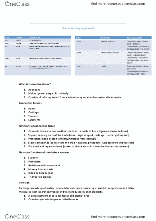 HUMB1001 Lecture Notes - Lecture 2: Elastic Cartilage, Chondroblast, Chondrocyte thumbnail