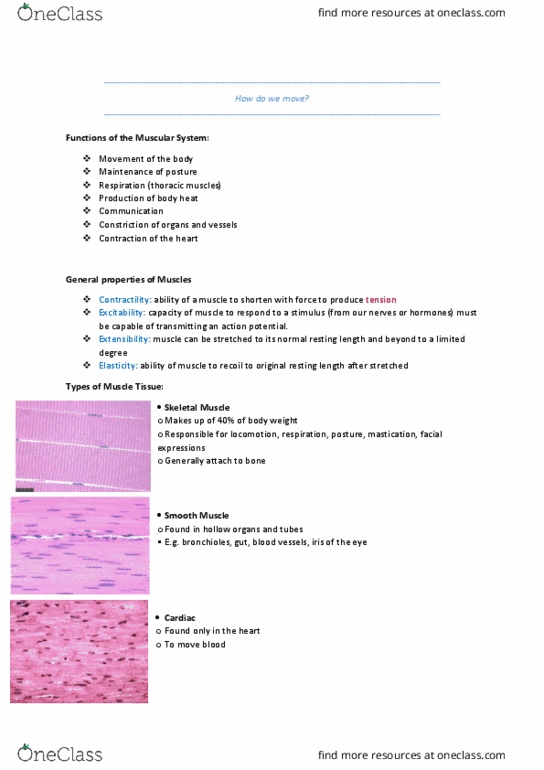 HUMB1001 Lecture Notes - Lecture 3: Endoplasmic Reticulum, Skeletal Muscle, Myofilament thumbnail