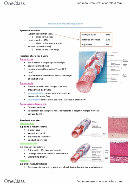 HUMB1001 Lecture Notes - Lecture 5: Loose Connective Tissue, Lamina Propria, Basement Membrane thumbnail