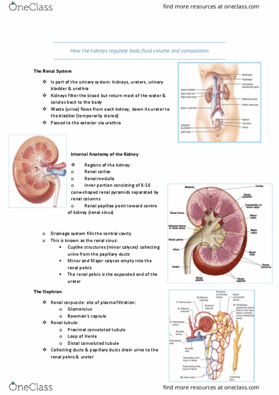 HUMB1001 Lecture Notes - Lecture 6: Distal Convoluted Tubule, Proximal Tubule, Renal Function thumbnail