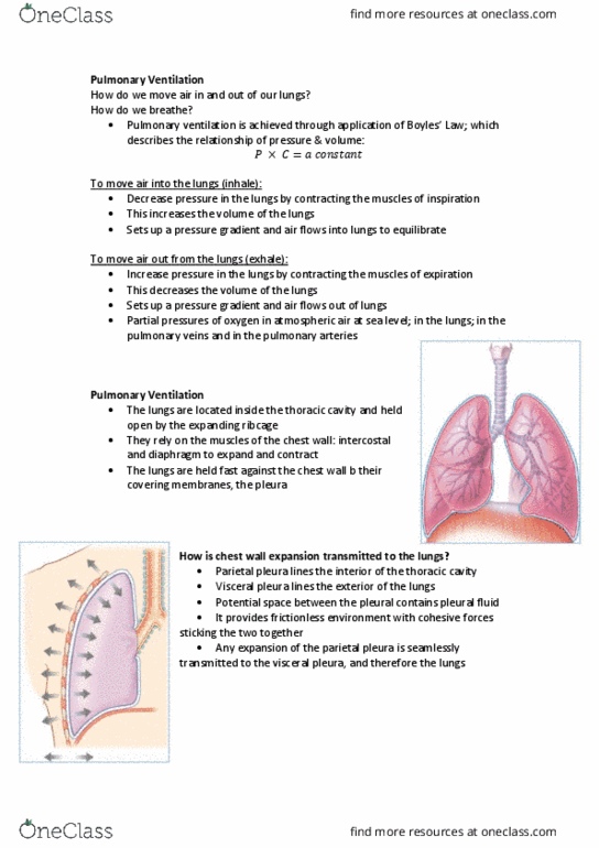 HUMB1001 Lecture Notes - Lecture 7: External Intercostal Muscles, Breathing, Pulmonary Pleurae thumbnail