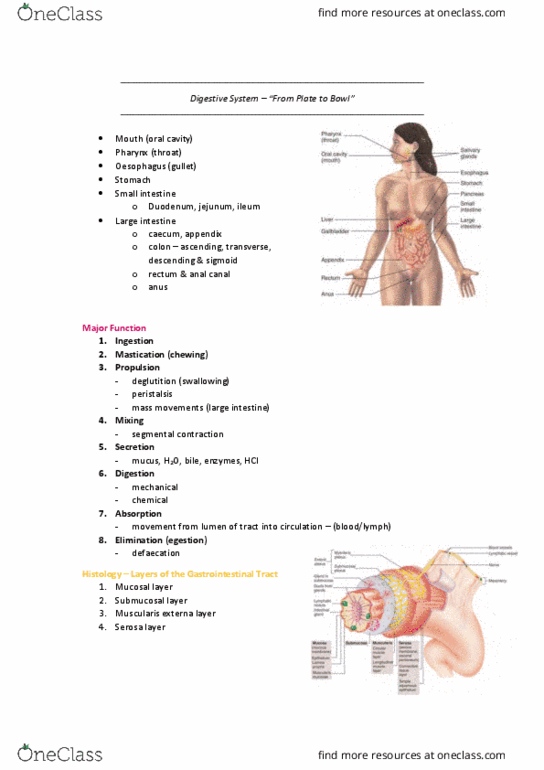 HUMB1001 Lecture Notes - Lecture 9: Stratified Squamous Epithelium, Simple Squamous Epithelium, Mesentery thumbnail