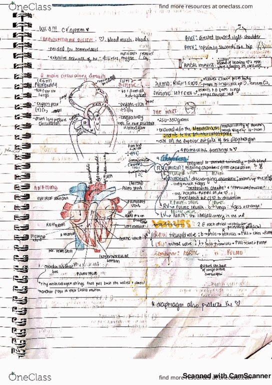 401002 Lecture 3: Cardiovascular System thumbnail
