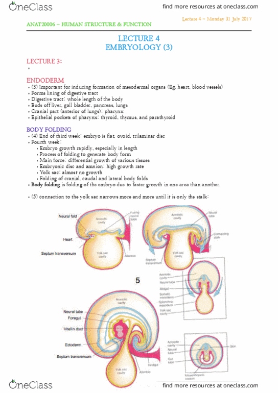 ANAT20006 Lecture Notes - Lecture 4: Yolk Sac, Gastrointestinal Tract, Allantois thumbnail